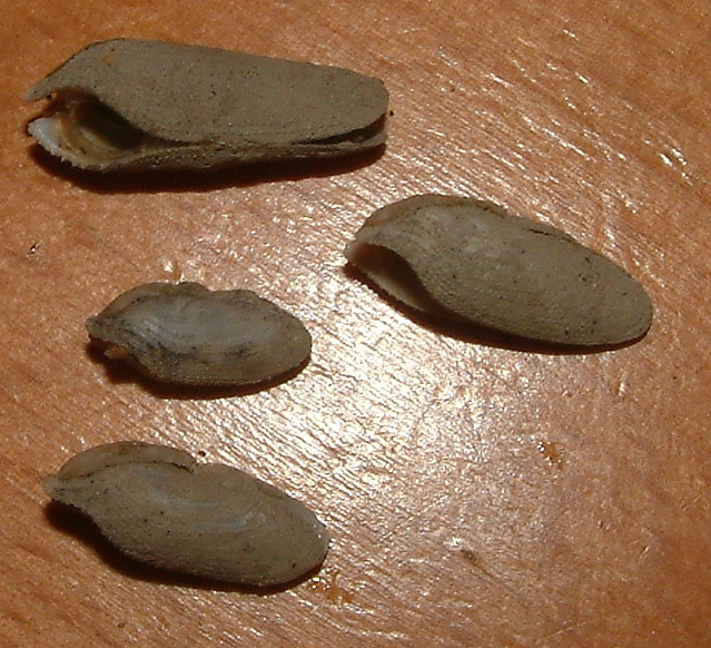 Pholadidae nel legno